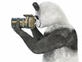 Panda animail character photographer camera takes picture isolated background 3d cg render illustration