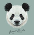 Panda animal cute face. Vector Asian bear head portrait. Realistic fur portrait of bamboo animal on blue background