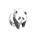 Panda animal. Watercolor hand drawn illustration.