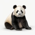 Ultra Hd Panda 3d Rendering With Distinctive Character Design