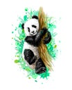 Panda baby cub sitting on a tree from a splash of watercolor Royalty Free Stock Photo