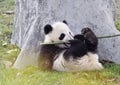 Panda Baby Royalty Free Stock Photo