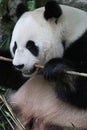 Panda with bamboo