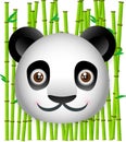 Panda with Bamboo Background