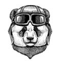 Panda. Bamboo bear. Animal wearing aviator helmet with glasses. Vector picture.