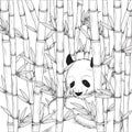 Panda with bamboo design. Vector illustration decorative design