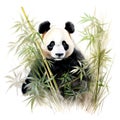 Panda and Bamboo drawing style