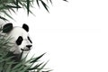 Panda Bamboo For Greetings Background