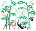 Panda and Bamboo illustration. Royalty Free Stock Photo