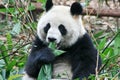 PANDA BEAR Royalty Free Stock Photo