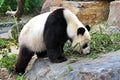 The Panda Royalty Free Stock Photo