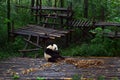 Panda bear: arguably the icon of Chengdu, or even Sichuan Province. Though considered as carnivore, it eats mostly bamboo (over 9 Royalty Free Stock Photo