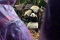 Panda bear: arguably the icon of Chengdu, or even Sichuan Province. Though considered as carnivore, it eats mostly bamboo (over 9 Royalty Free Stock Photo