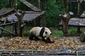 Panda bear: arguably the icon of Chengdu, or even Sichuan Province. Though considered as carnivore, it eats mostly bamboo (over 9 Royalty Free Stock Photo