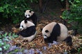 Panda bear: arguably the icon of Chengdu, or even Sichuan Province. Though considered as carnivore, it eats mostly bamboo (over 9 Royalty Free Stock Photo