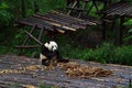 Panda bear: arguably the icon of Chengdu, or even Sichuan Province. Though considered as carnivore, it eats mostly bamboo (over 9 Royalty Free Stock Photo