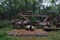 Panda bear: arguably the icon of Chengdu, or even Sichuan Province. Though considered as carnivore, it eats mostly bamboo (over 9 Royalty Free Stock Photo