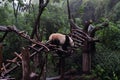 Panda bear: arguably the icon of Chengdu, or even Sichuan Province. Though considered as carnivore, it eats mostly bamboo (over 9 Royalty Free Stock Photo