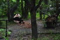 Panda bear: arguably the icon of Chengdu, or even Sichuan Province. Though considered as carnivore, it eats mostly bamboo (over 9 Royalty Free Stock Photo