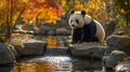 Panda Bear by Autumn Waterfall Peaceful Scene Royalty Free Stock Photo