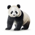 Hyper-realistic Panda Illustration With Delicate Markings On White Background Royalty Free Stock Photo