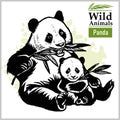 Panda bear with a baby in monochrome style on white Royalty Free Stock Photo