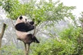 Panda bear on bamboo tree, China Royalty Free Stock Photo