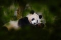 Panda bear behaviour in the nature habitat. Portrait Giant Panda, Ailuropoda melanoleuca, feeding on bamboo tree in green