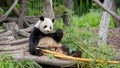 Panda bear at the Berlin zoo Royalty Free Stock Photo