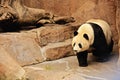 Panda Bear Chinese Royalty Free Stock Photo