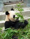 Panda Royalty Free Stock Photo