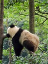 Panda Royalty Free Stock Photo