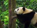 Panda Royalty Free Stock Photo