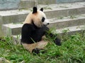 Panda Royalty Free Stock Photo
