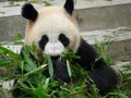 Panda Royalty Free Stock Photo