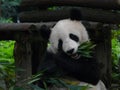 Panda Royalty Free Stock Photo