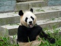 Panda Royalty Free Stock Photo