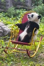 Panda Bear Cub, China Travel, Beijing Zoo