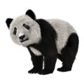 Panda Bear Cub Royalty Free Stock Photo