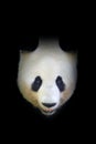 Panda bear, detail portrait. Wildlife scene from Chinese nature. Giant Panda hidden in dark tree in forest. Cute black and white Royalty Free Stock Photo