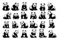 Panda bear different poses black ink sketch vector set. Mountain asia animal, bamboo eater herbivore. Cute Illustration Royalty Free Stock Photo