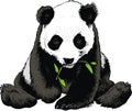 Panda bear is eating bamboo Royalty Free Stock Photo