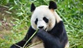 Panda bear eating bamboo Royalty Free Stock Photo