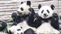 Panda Bear eating bamboo, Giant Panda Bears, Panda Research Center Chengdu, China Royalty Free Stock Photo