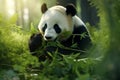 A panda bear is eating some leaves in the grass. Giant panda eating bamboo. Panda Bear Resting