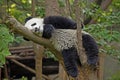 Panda bear at the Giant Panda Conservation Center, Chengdu, China, Royalty Free Stock Photo