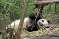 Panda bear at the Giant Panda Conservation Center, Chengdu, China, Royalty Free Stock Photo