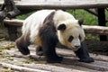 Panda bear at the Giant Panda Conservation Center, Chengdu, China, Royalty Free Stock Photo