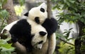 Panda bear at the Giant Panda Conservation Center, Chengdu, China, Royalty Free Stock Photo