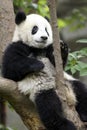 Panda bear at the Giant Panda Conservation Center, Chengdu, China, Royalty Free Stock Photo